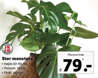 Stor monstera