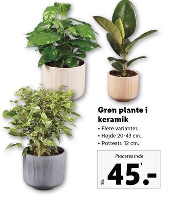 Lidl Grøn plante i keramik tilbud