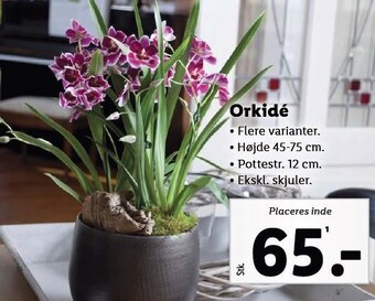 Lidl Orkidé tilbud
