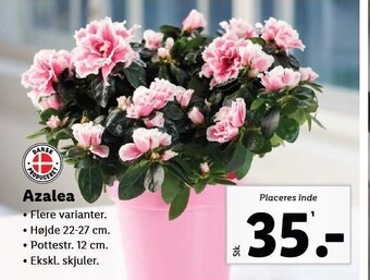 Lidl Azalea tilbud