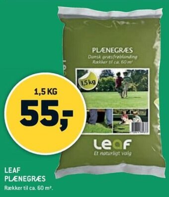 LEAF PLÆNEGRÆS
