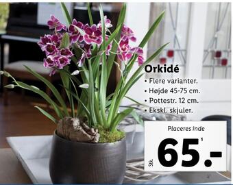 Lidl Orkidé tilbud