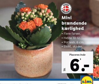 Mini brændende kærlighed