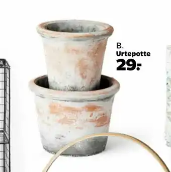Netto Urtepotte tilbud
