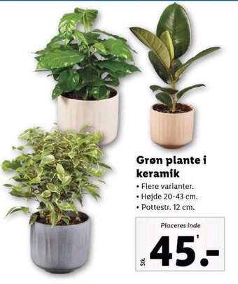 Lidl Grøn plante i keramik tilbud