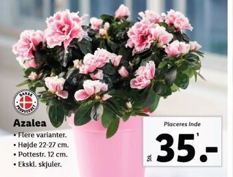 Lidl Azalea tilbud