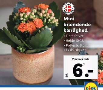 Lidl Mini brændende kærlighed tilbud