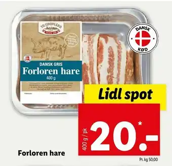 Forloren hare