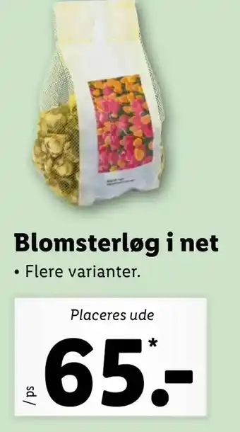 Let-Køb Blomsterløg i net tilbud