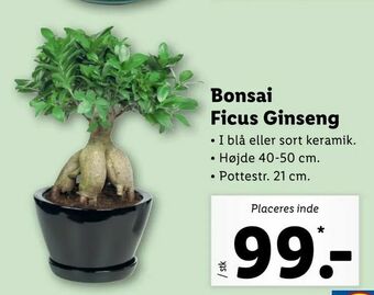 Bonsai Ficus Ginseng