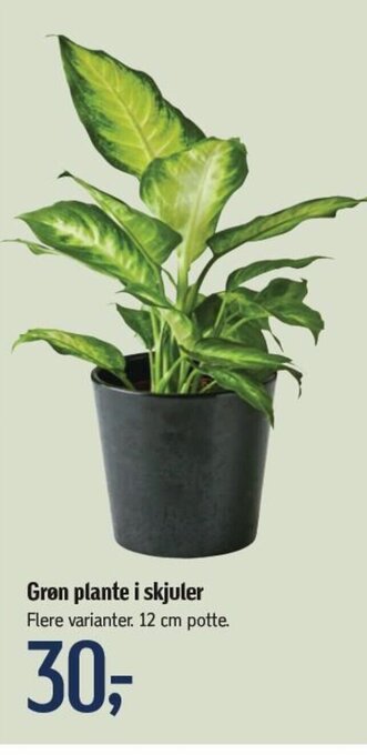 Føtex Grøn plante i skjuler tilbud