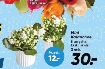 Bilka Mini kalanchoe tilbud