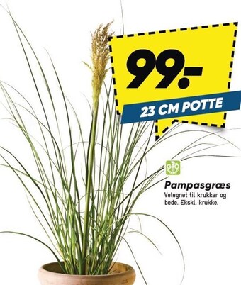 Bilka Pampasgræs tilbud