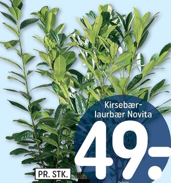 Kirsebærlaurbær novita