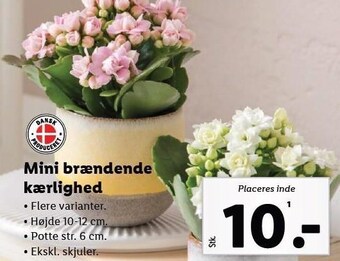 Lidl Mini brændende kærlighed tilbud
