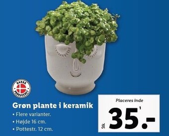 Grøn plante i keramik