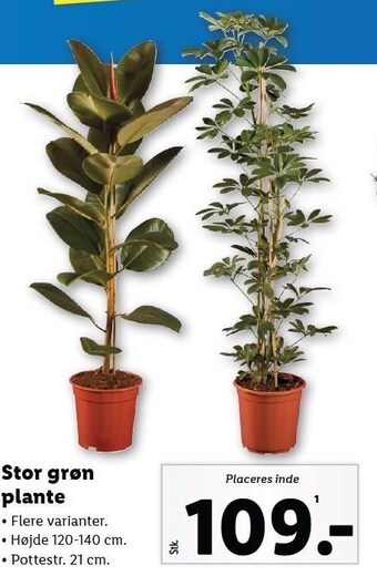 Lidl Stor grøn plante tilbud