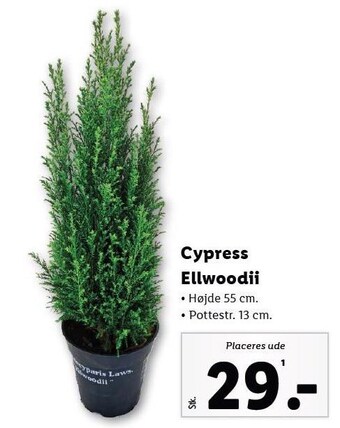 Lidl Cypress ellwoodii tilbud