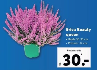 Lidl Erica beauty queen tilbud