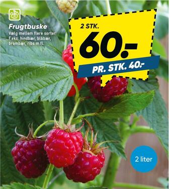 Frugtbuske