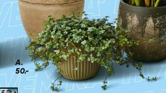 Bilka Grønne planter tilbud