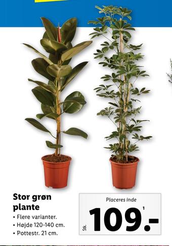 Lidl Stor grøn plante tilbud