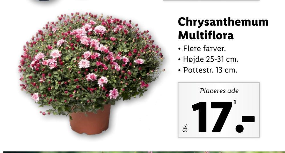 Chrysanthemum multiflora tilbud hos Lidl