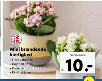 Lidl Mini brændende kærlighed tilbud