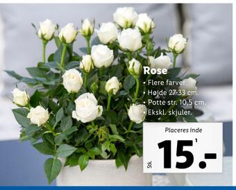 Lidl Rose tilbud