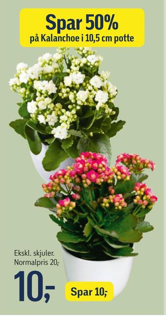 Føtex Kalanchoe tilbud