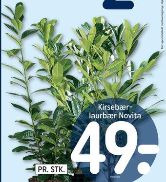 Kirsebær laurbær novita