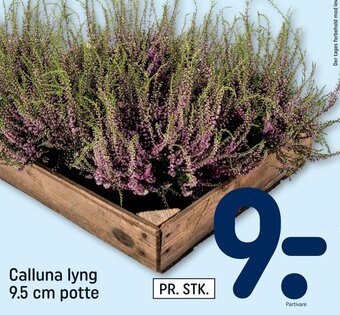 REMA 1000 Calluna lyng 9.5 cm potte tilbud