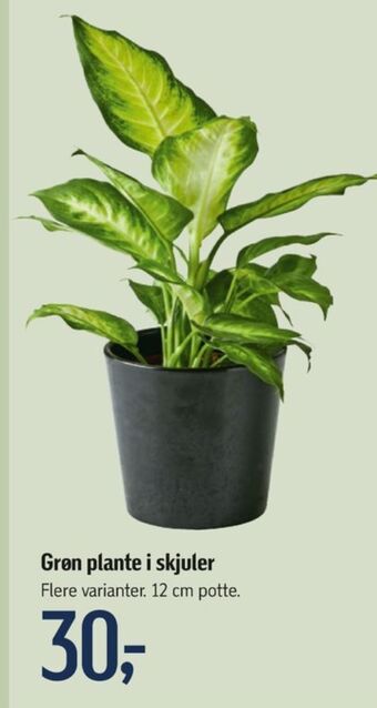 Føtex Ukendt planter tilbud