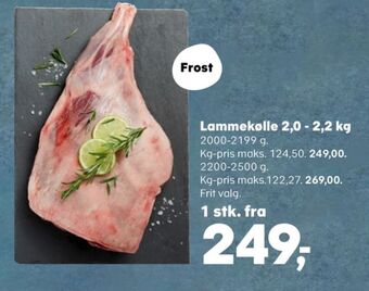 Ukendt lammekølle