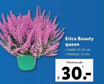 Lidl Erica Beauty queen tilbud