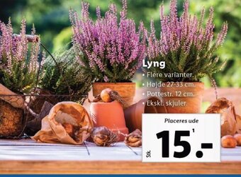 Lidl Lyng tilbud