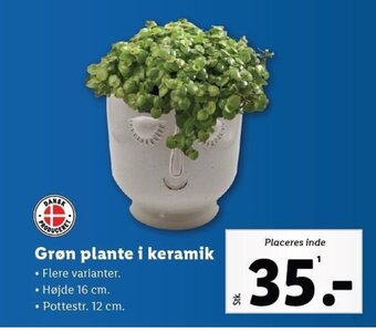 Lidl Grøn plante i keramik tilbud