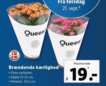 Lidl Brændende kærlighed tilbud