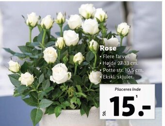 Lidl Rose tilbud