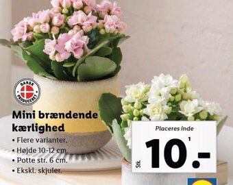 Lidl Mini brændende kærlighed tilbud