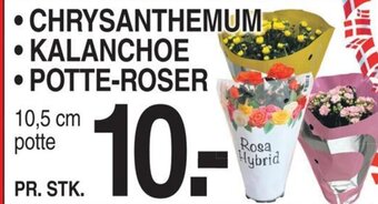 • CHRYSANTHEMUM • KALANCHOE •POTTE-ROSER