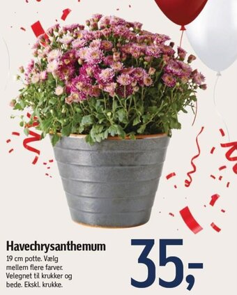 Føtex Havechrysanthemum tilbud