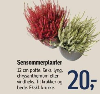 Sensommerplanter