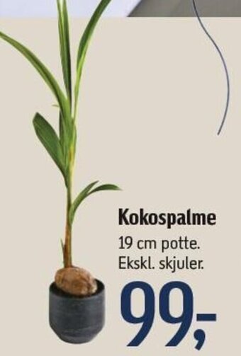 Føtex Kokospalme tilbud