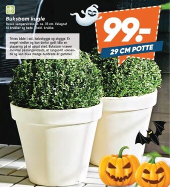 Bilka Buksbom kugle tilbud