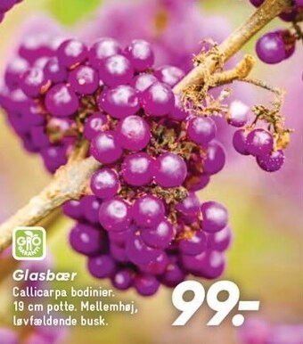 Bilka Glasbær tilbud