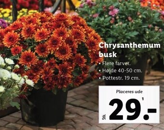 Lidl Chrysanthemum busk tilbud