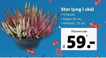 Lidl Stor lyng i skål tilbud