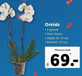 Lidl Orkidé - 2 grenet tilbud