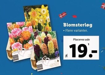 Lidl Blomsterløg tilbud